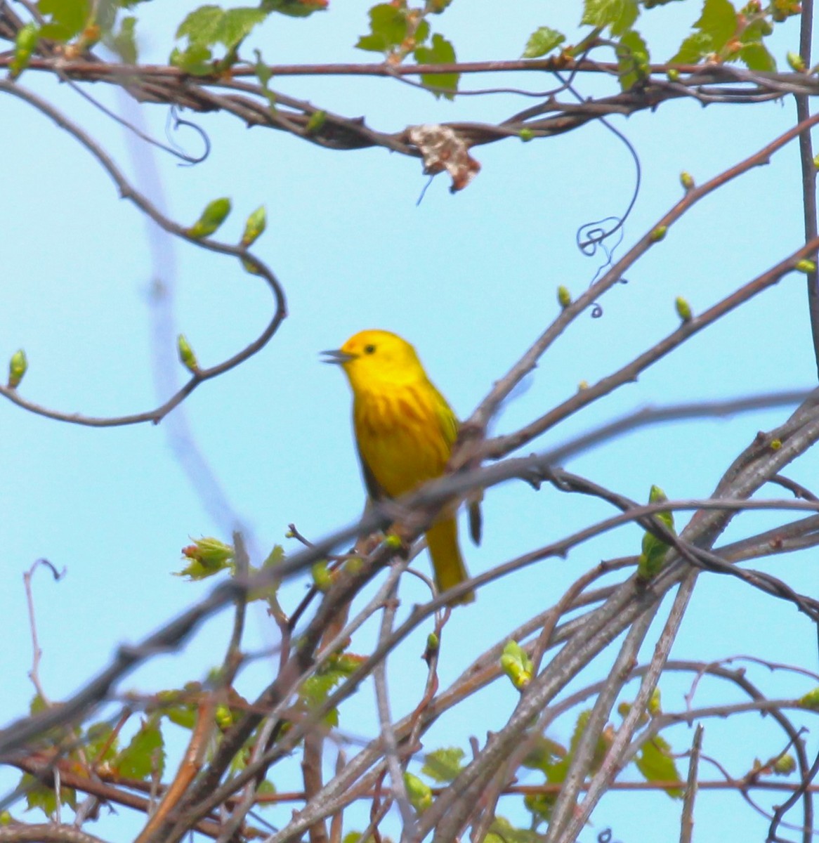 Yellow Warbler - Theresa Gessing