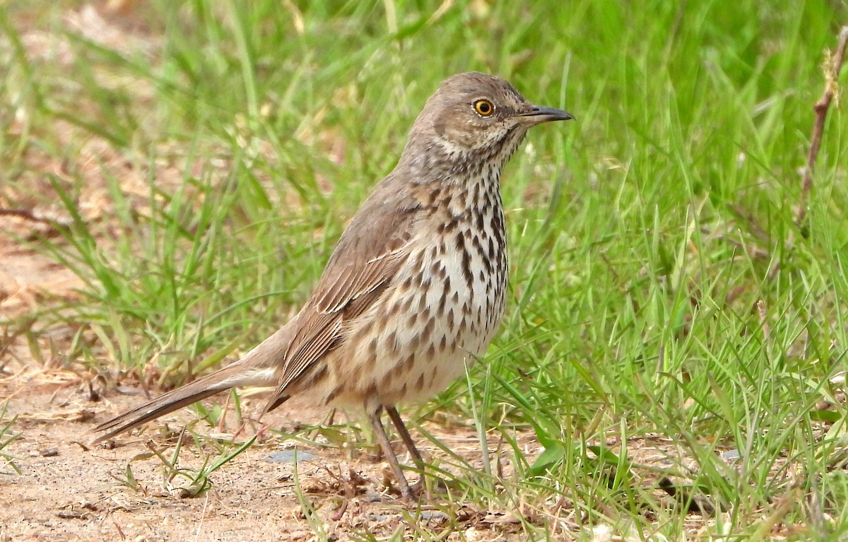 Sage Thrasher - Bonnie Heinecke