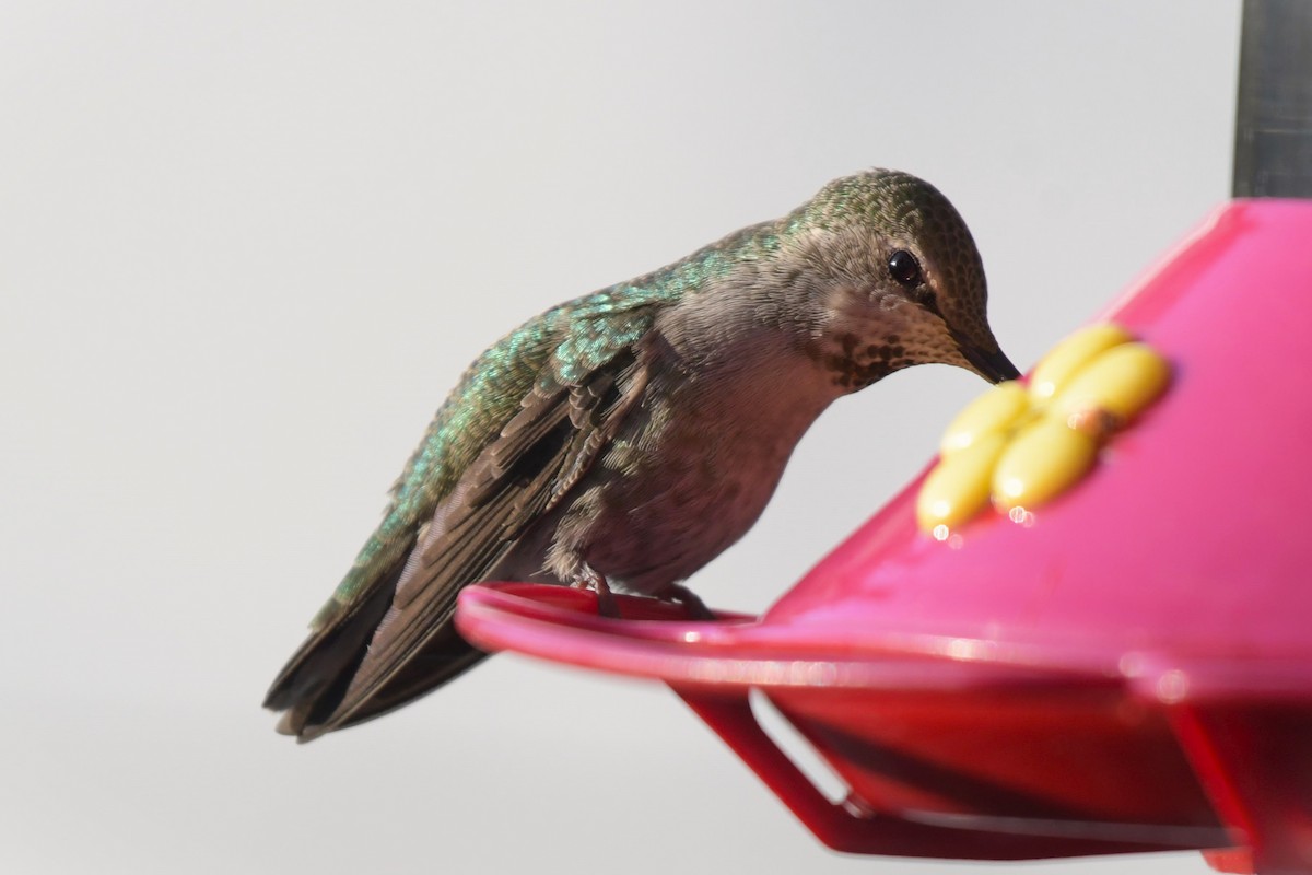 Anna's Hummingbird - ML618597641