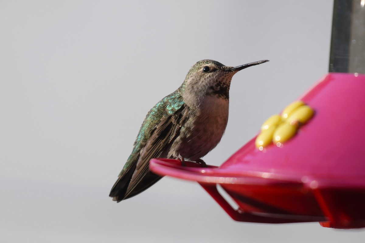 Anna's Hummingbird - ML618597642