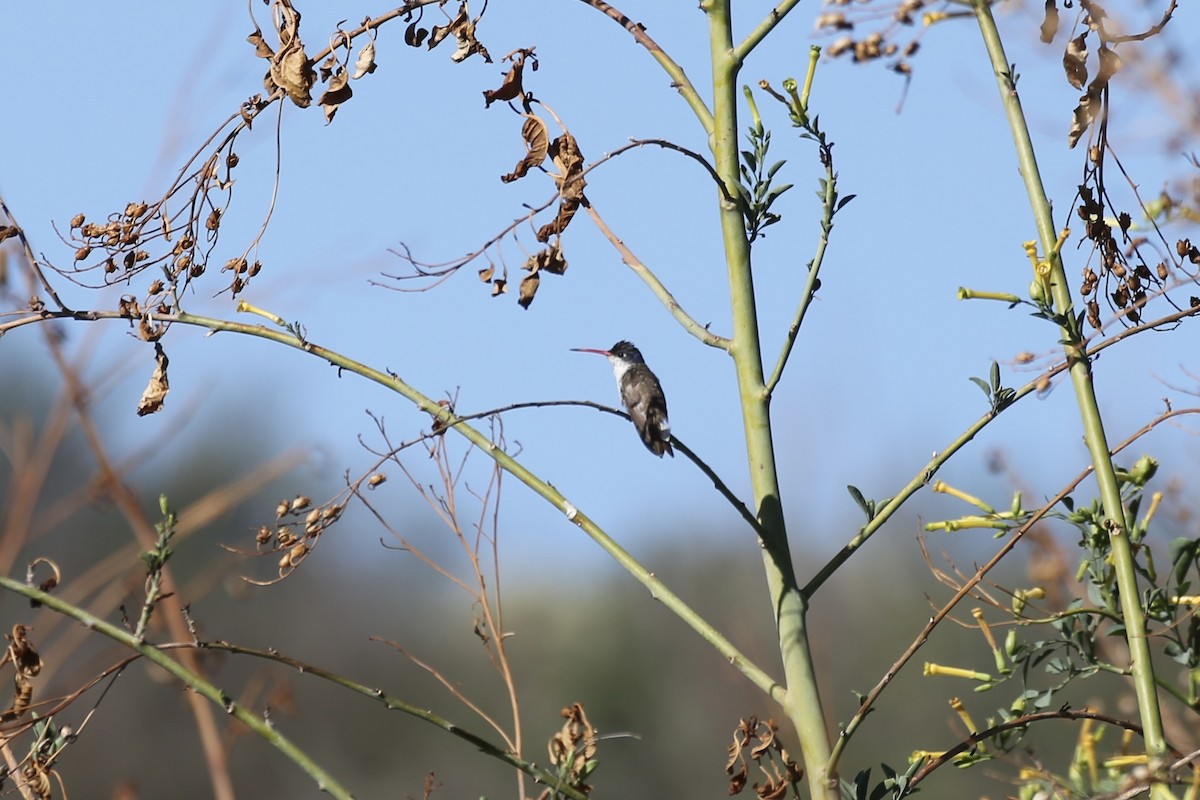 Violet-crowned Hummingbird - ML618597644