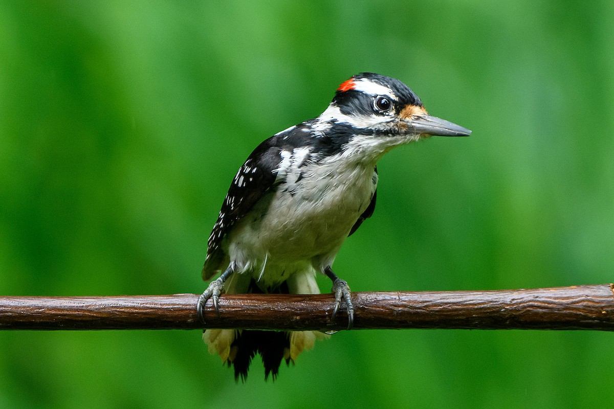 Hairy Woodpecker - Naseem Reza