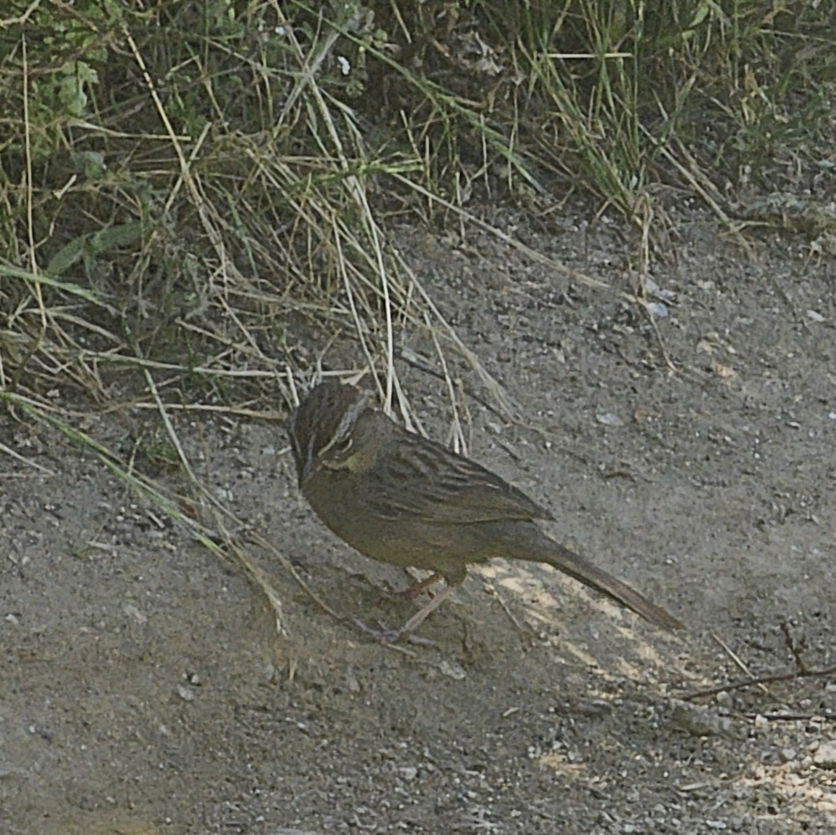 Rufous-crowned Sparrow - ML618597761