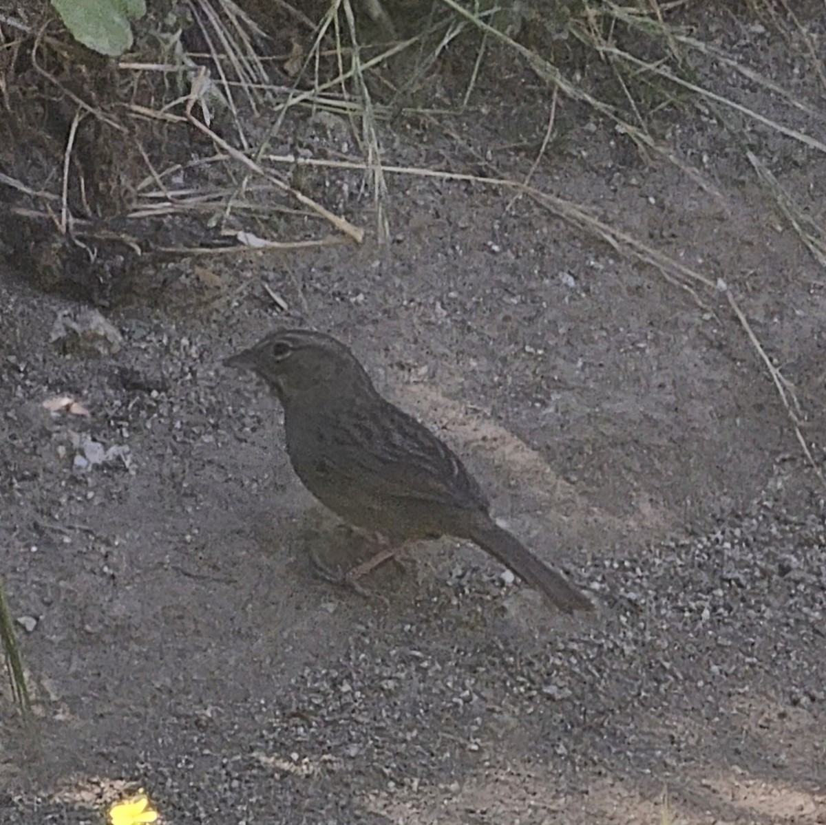 Rufous-crowned Sparrow - ML618597762