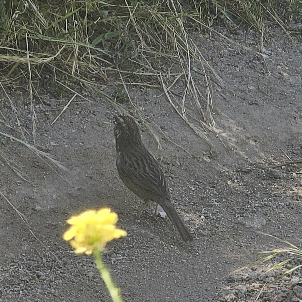 Rufous-crowned Sparrow - ML618597764