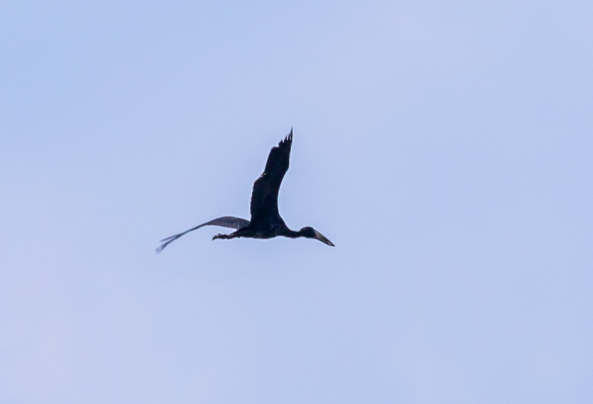 African Openbill - ML618597801