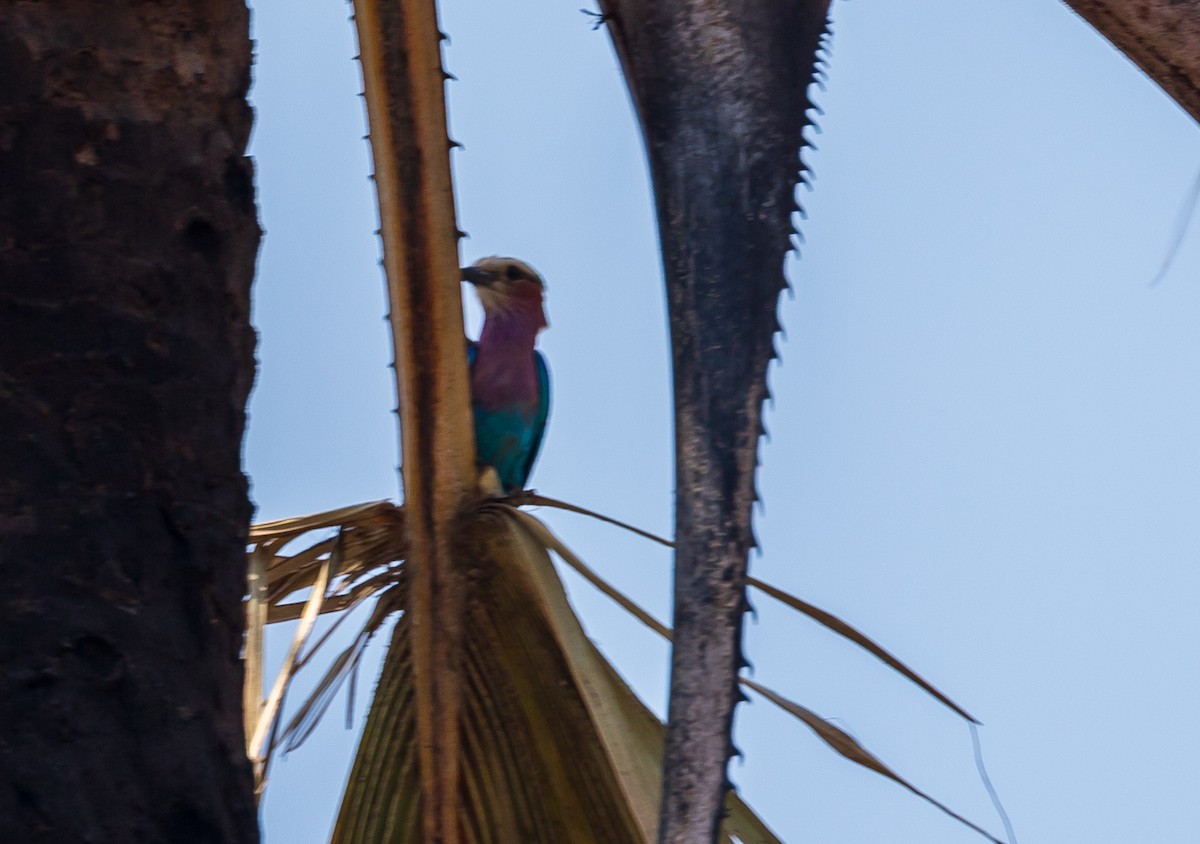 Lilac-breasted Roller - ML618597805