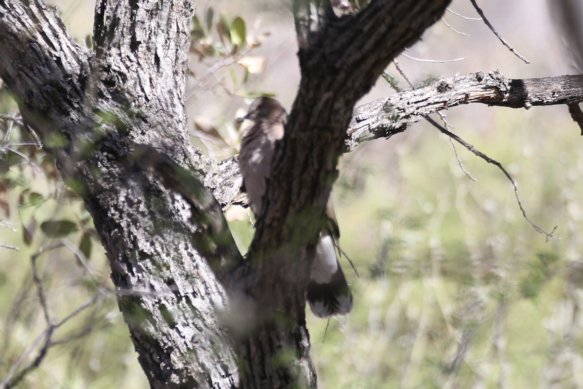 White-tipped Dove - ML618597825