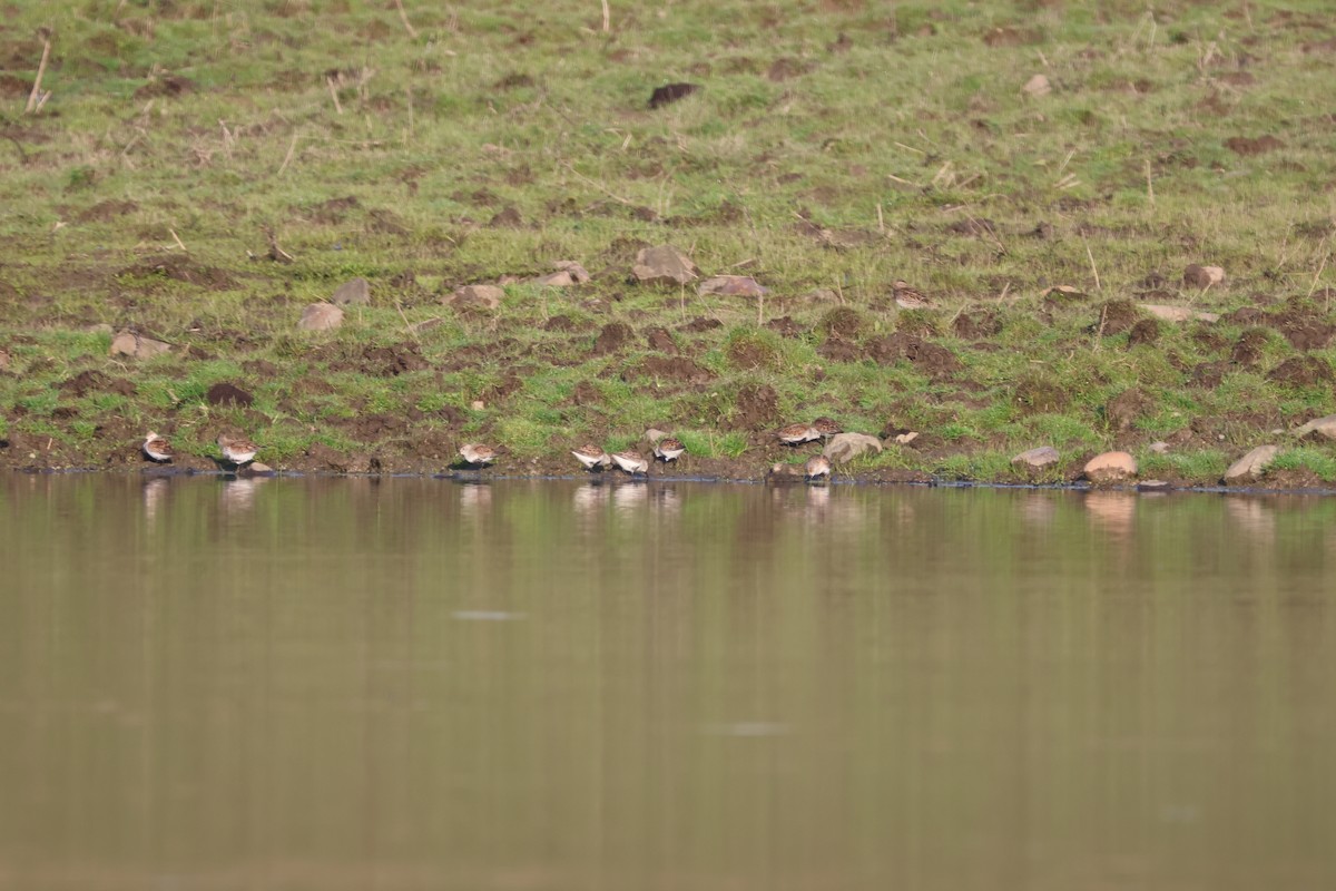 Dunlin - Alan Dupuis