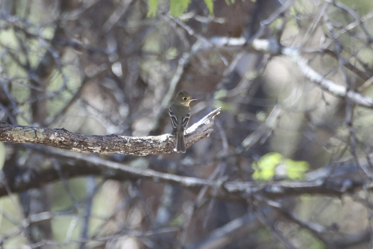 Western Flycatcher (Pacific-slope) - ML618597845