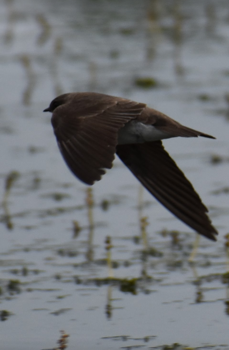 Golondrina Aserrada - ML618597847