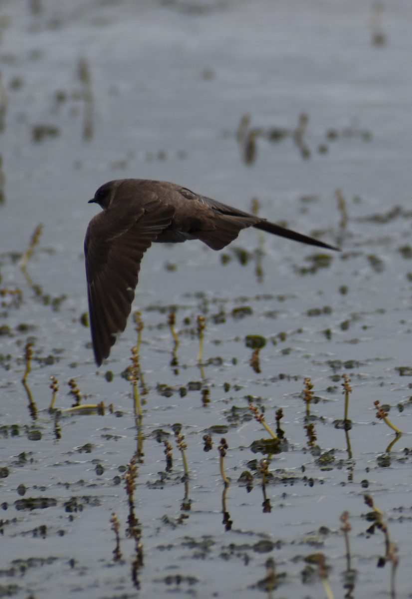 Northern Rough-winged Swallow - ML618597848