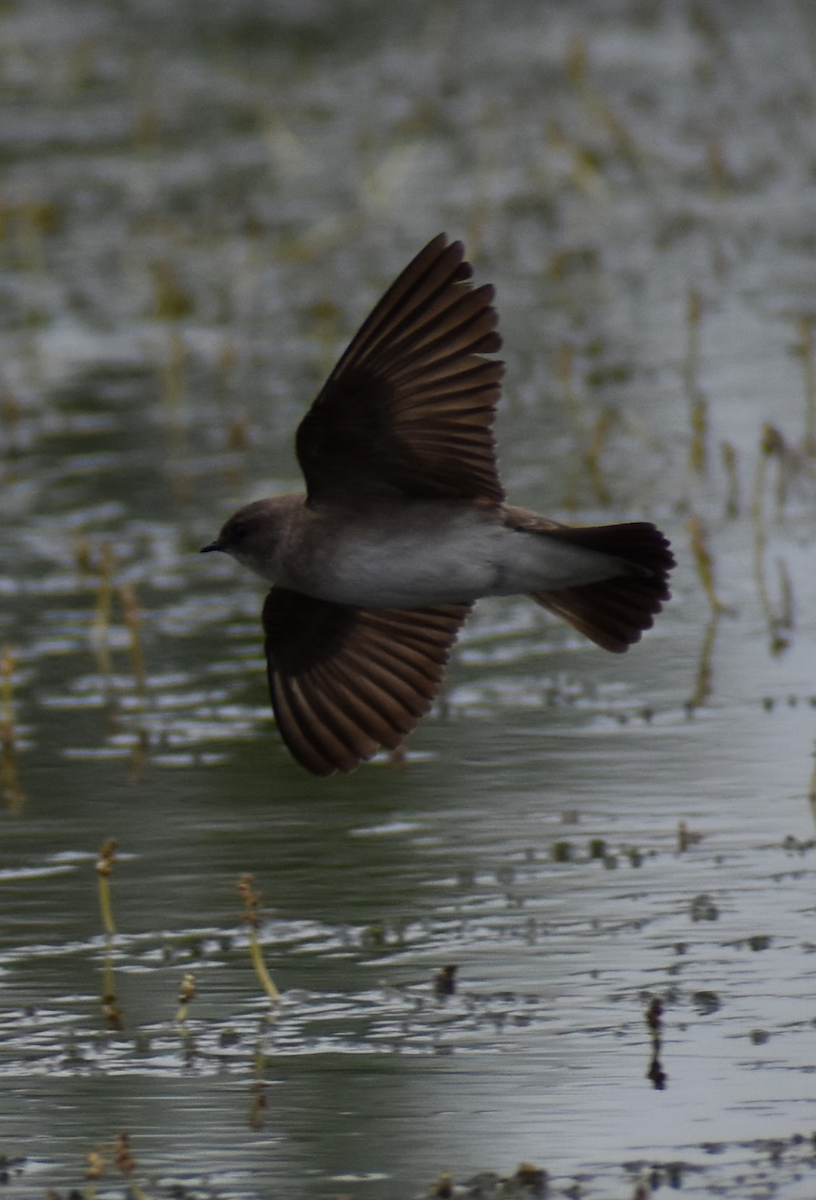 Northern Rough-winged Swallow - ML618597849