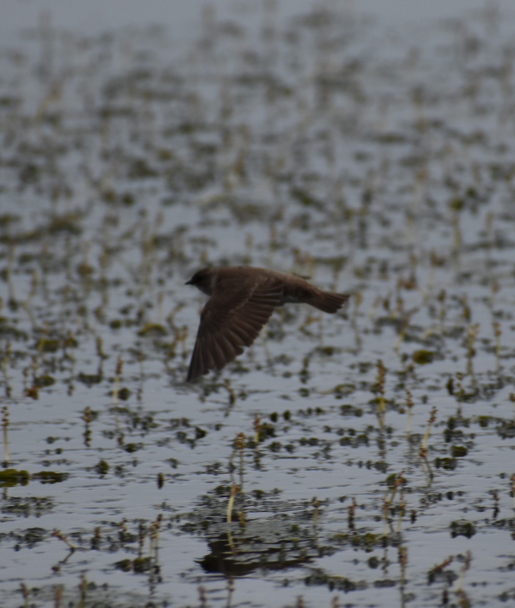 Golondrina Aserrada - ML618597850