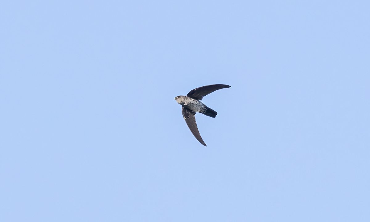 Gray-rumped Swiftlet - Paul Fenwick