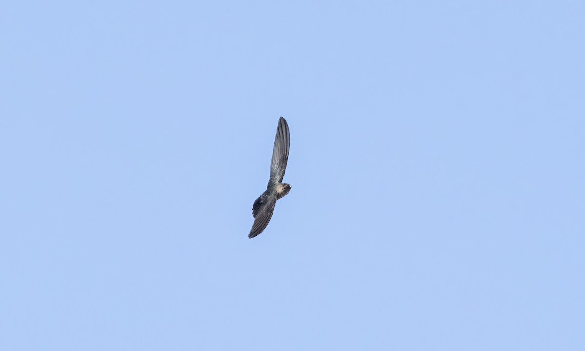 Gray-rumped Swiftlet - Paul Fenwick