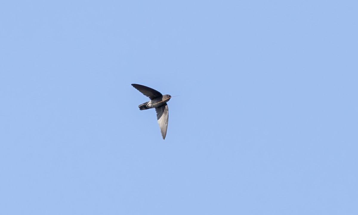 Pygmy Swiftlet - ML618597882