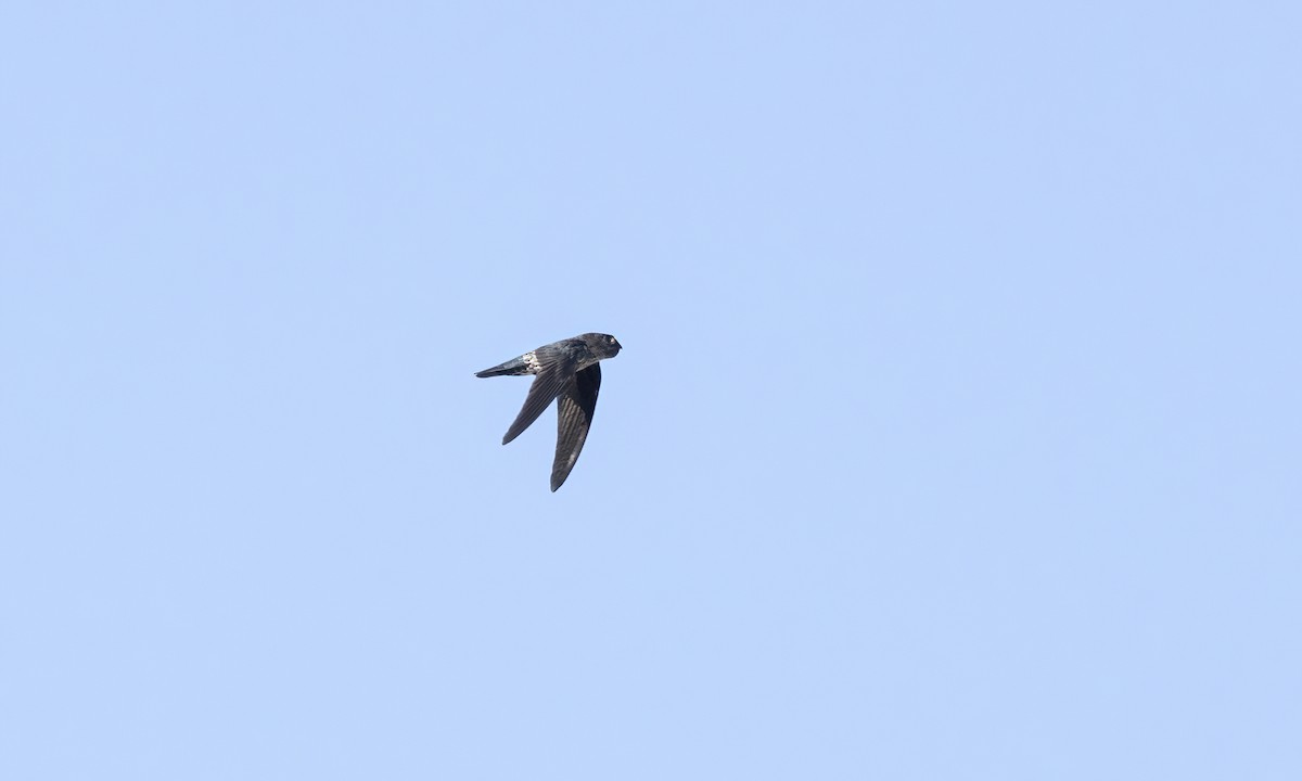 Pygmy Swiftlet - ML618597883