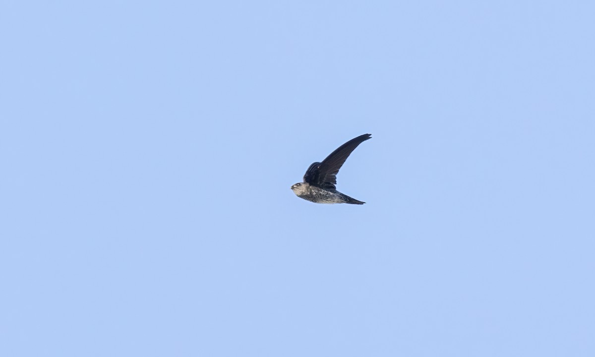 Pygmy Swiftlet - ML618597884