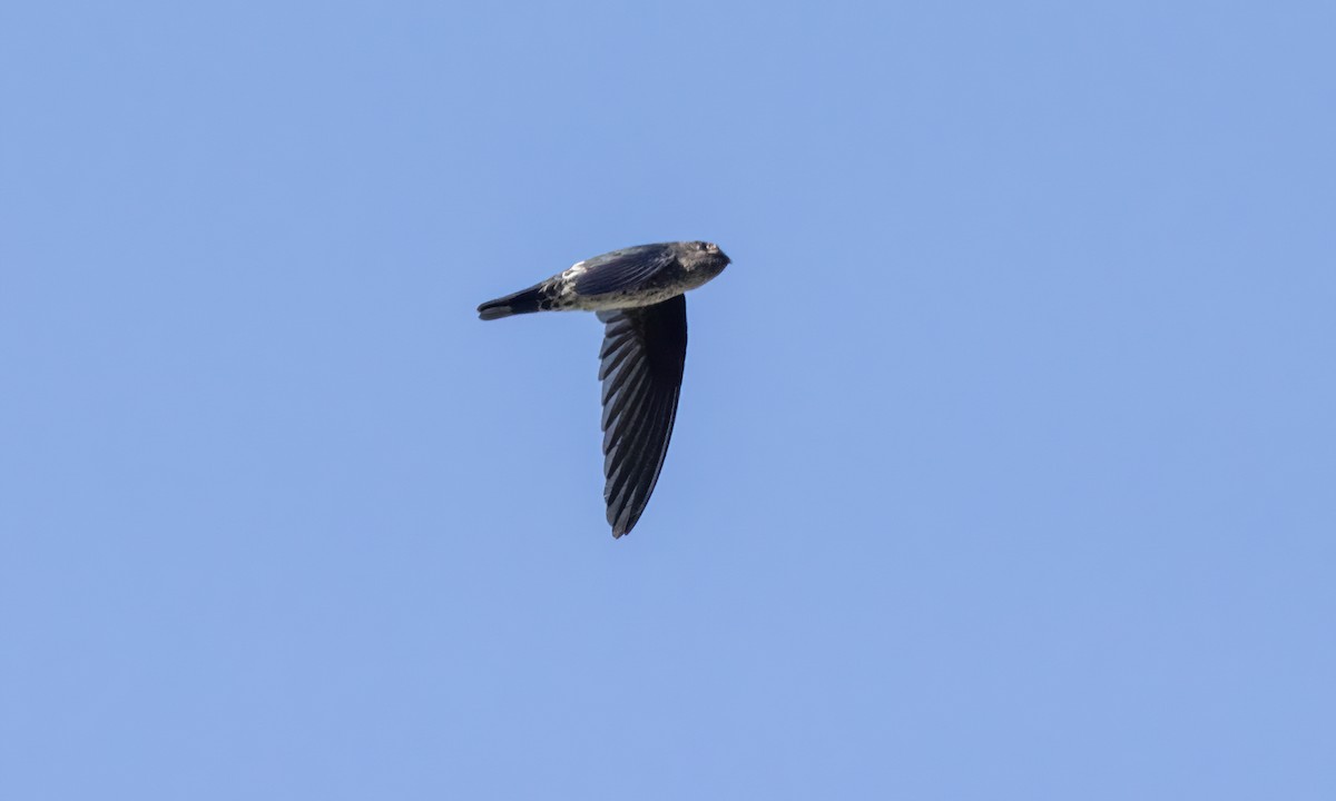 Pygmy Swiftlet - ML618597885