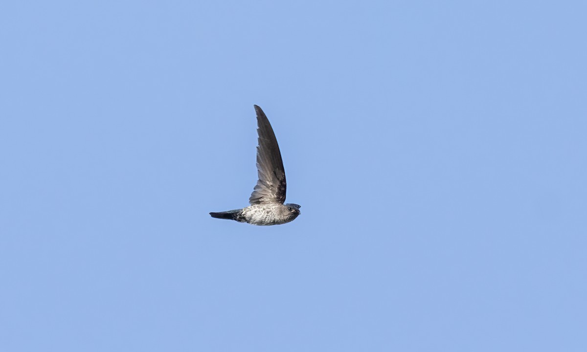 Pygmy Swiftlet - ML618597886