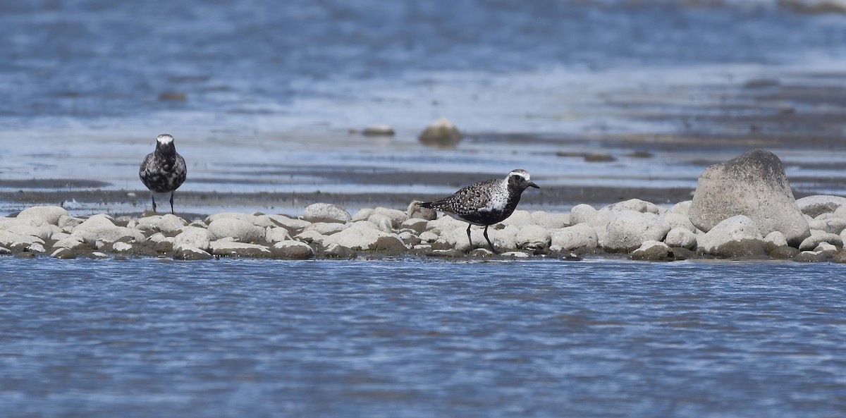 Black-bellied Plover - Christopher Lindsey