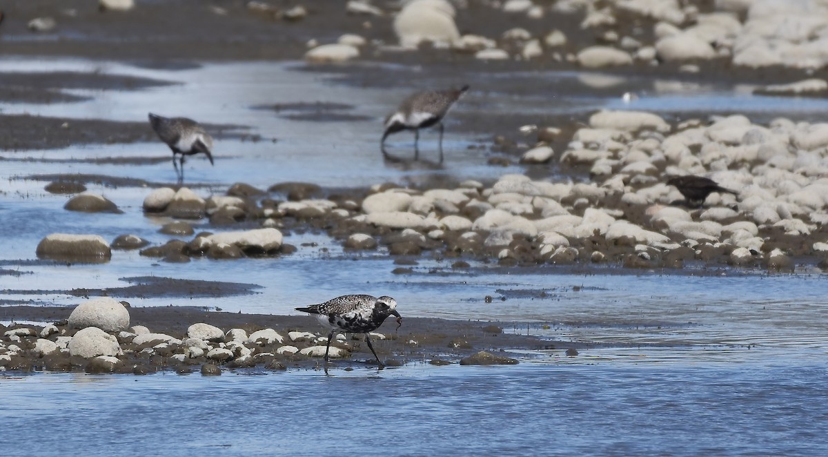 Black-bellied Plover - Christopher Lindsey