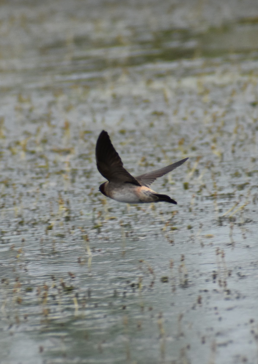 Cliff Swallow - ML618597898