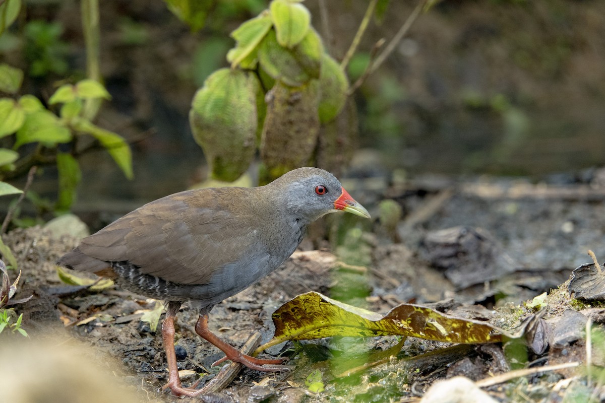 Paint-billed Crake - Daysy Vera Castro