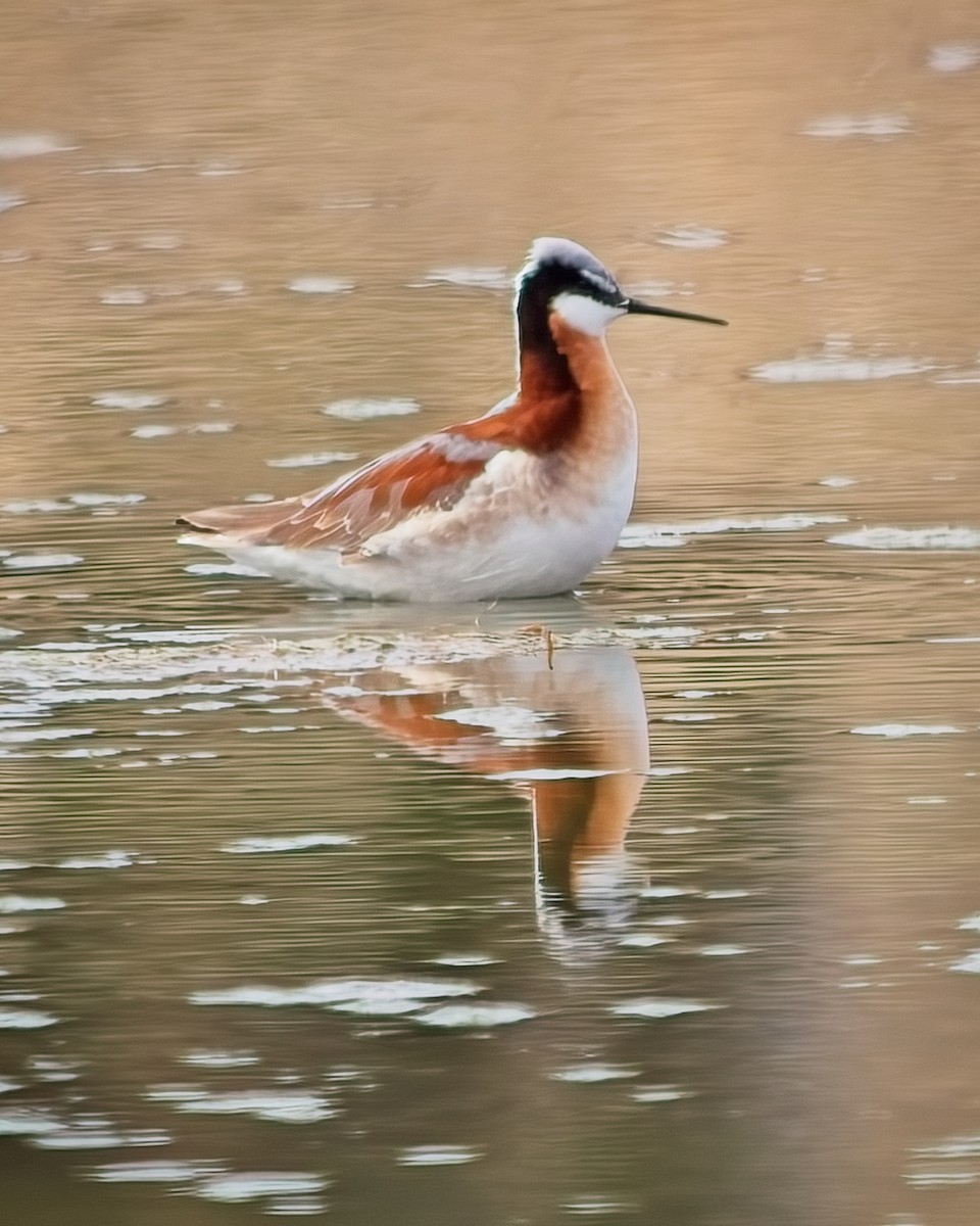 Wilson's Phalarope - ML618597921