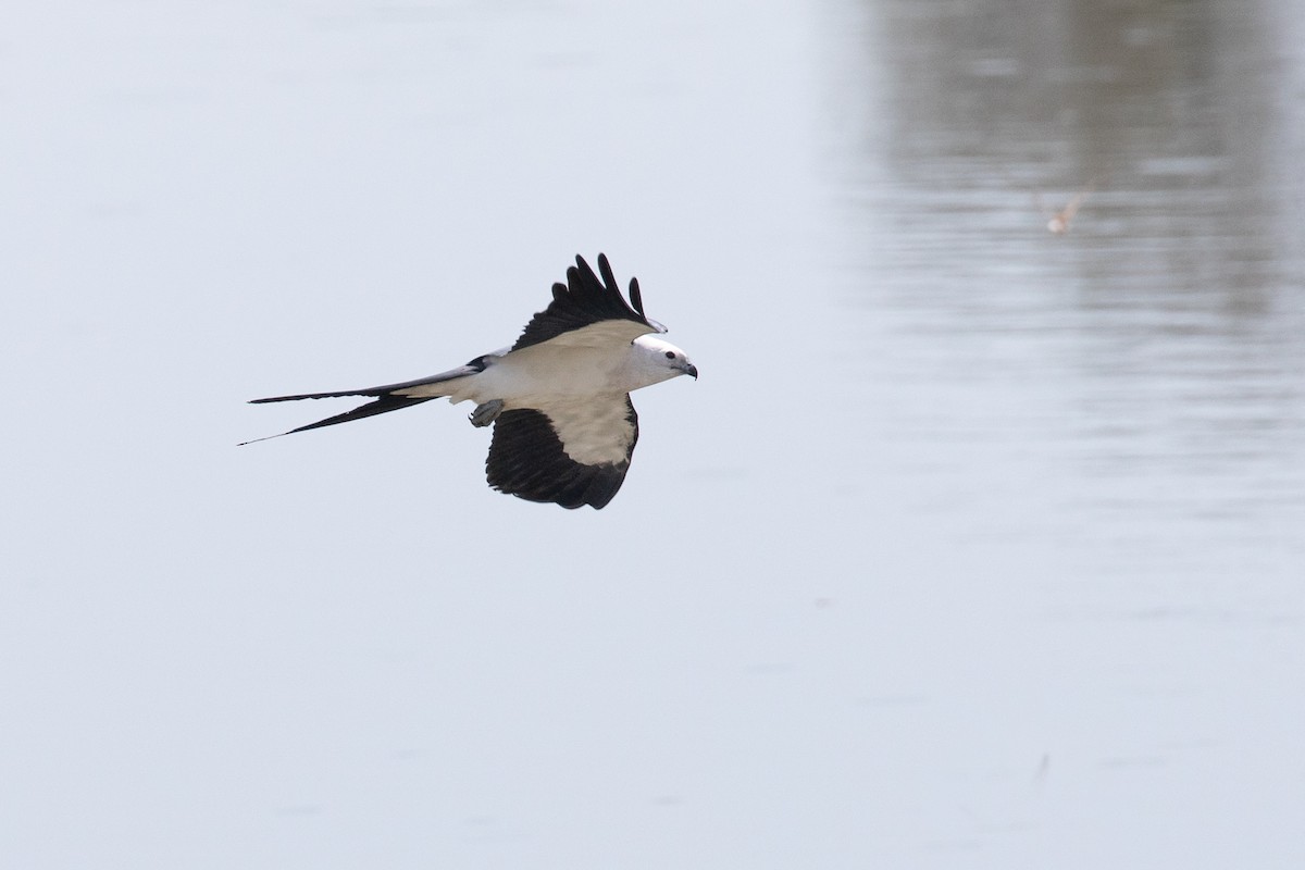 Swallow-tailed Kite - Wayne Sladek