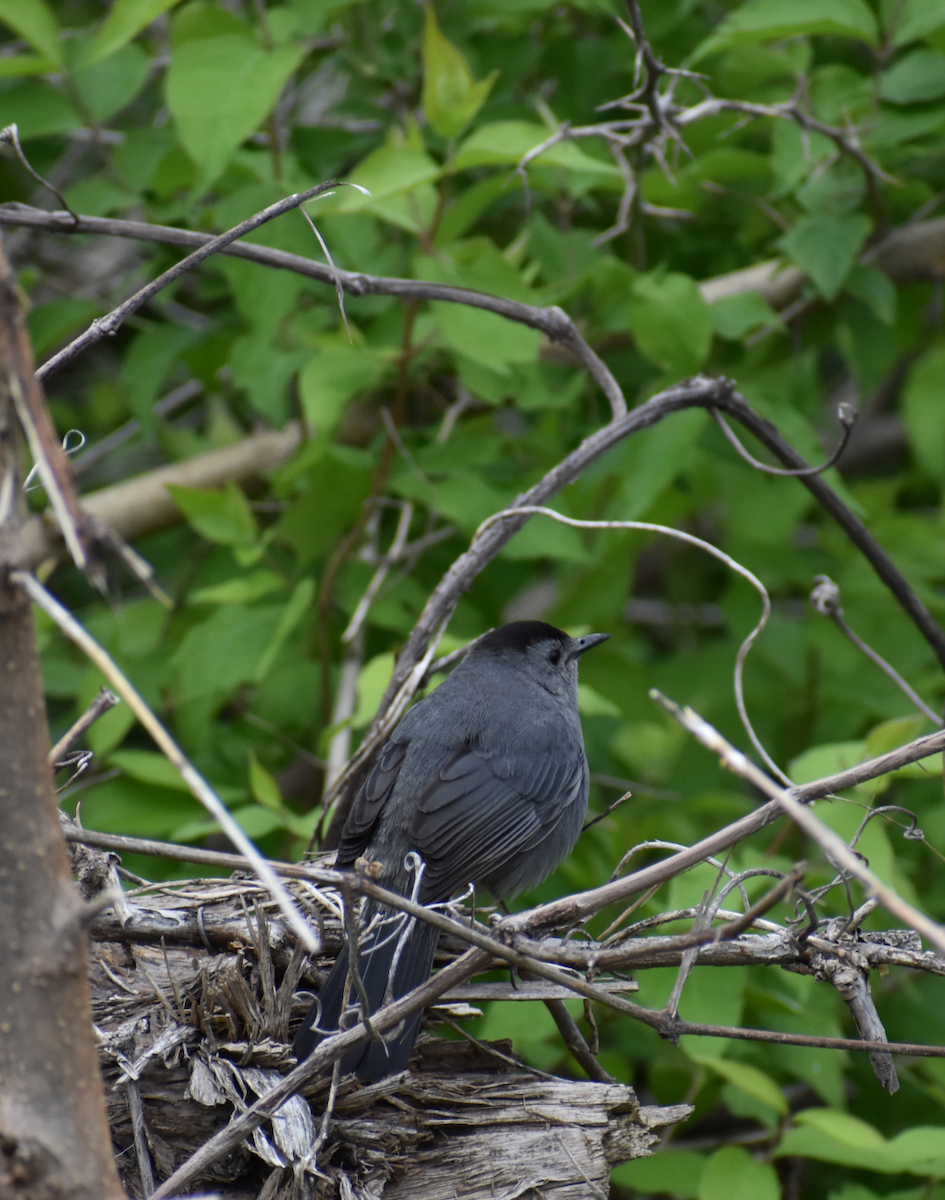 Pájaro Gato Gris - ML618597946