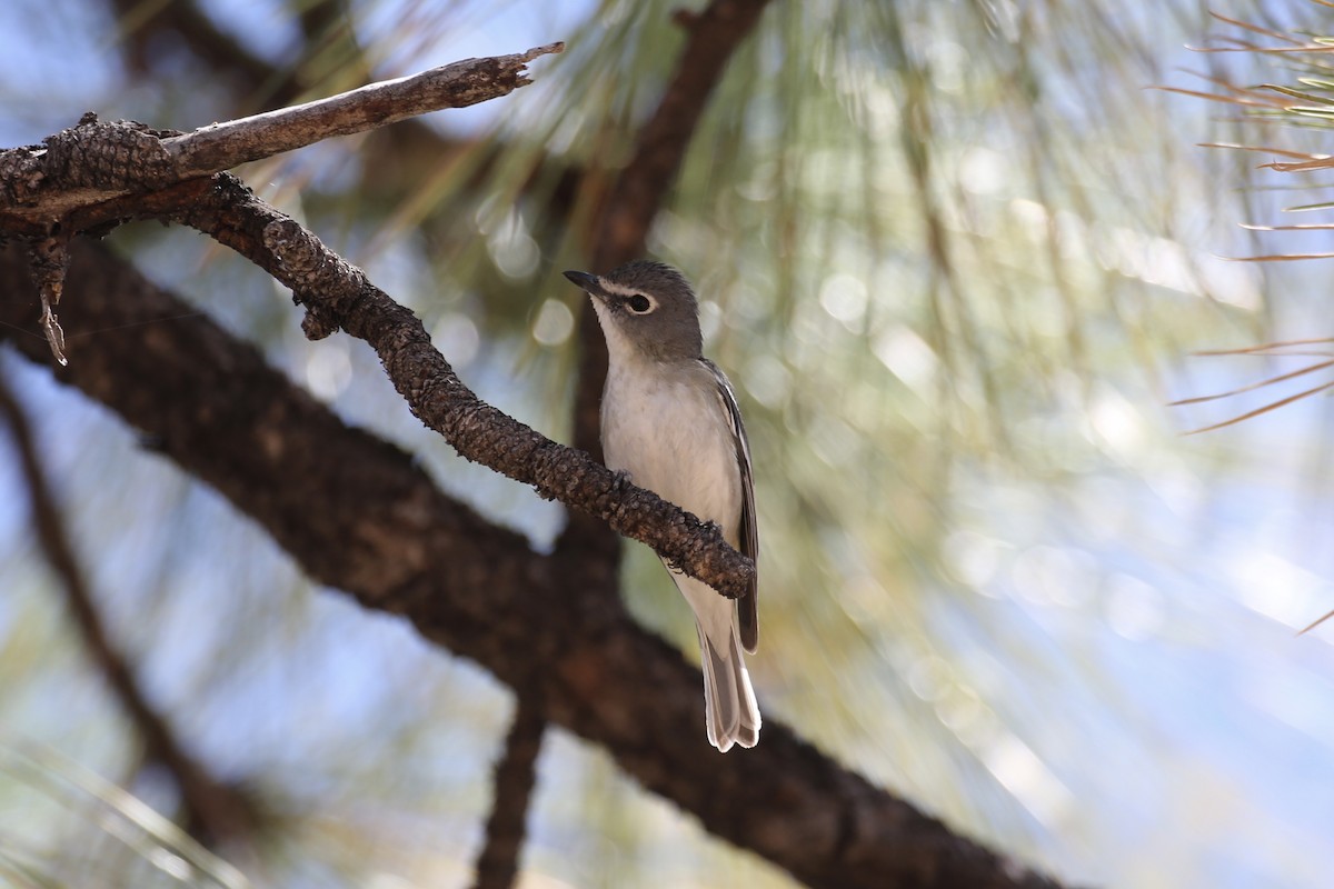 Plumbeous Vireo - ML618597952