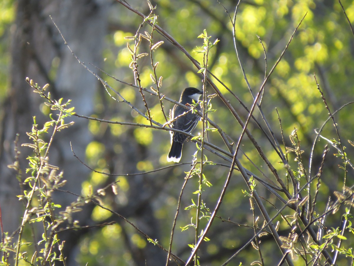 Eastern Kingbird - ML618597955