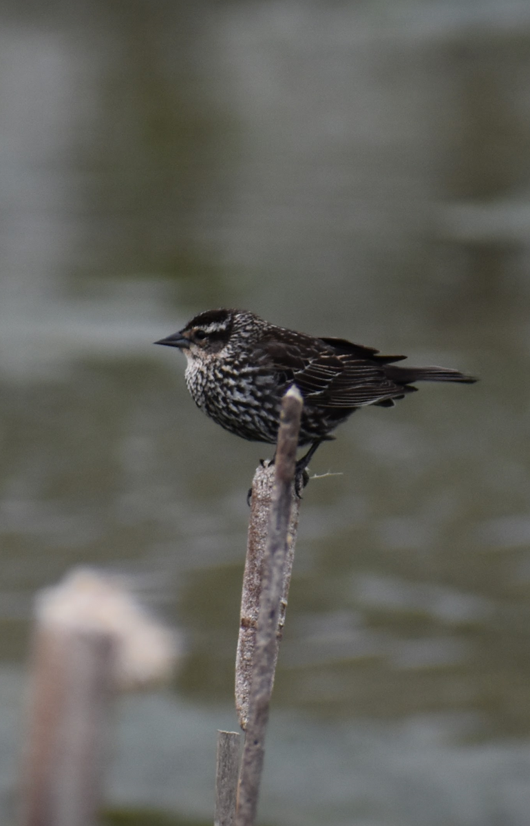 Red-winged Blackbird - ML618597961