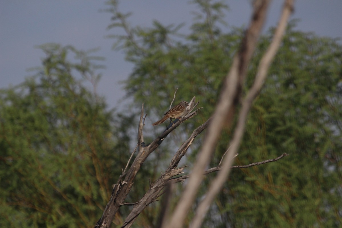 White-crowned Sparrow - ML618597969