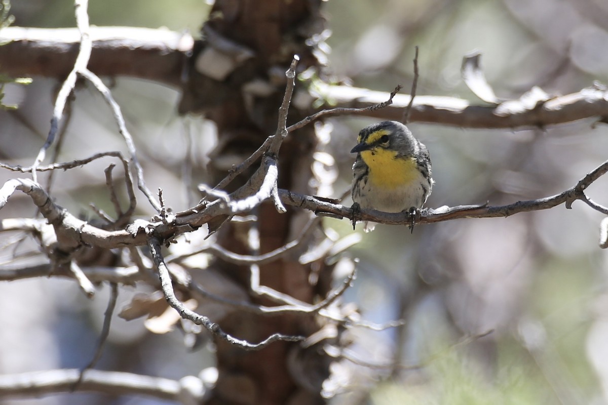 Grace's Warbler - ML618597977