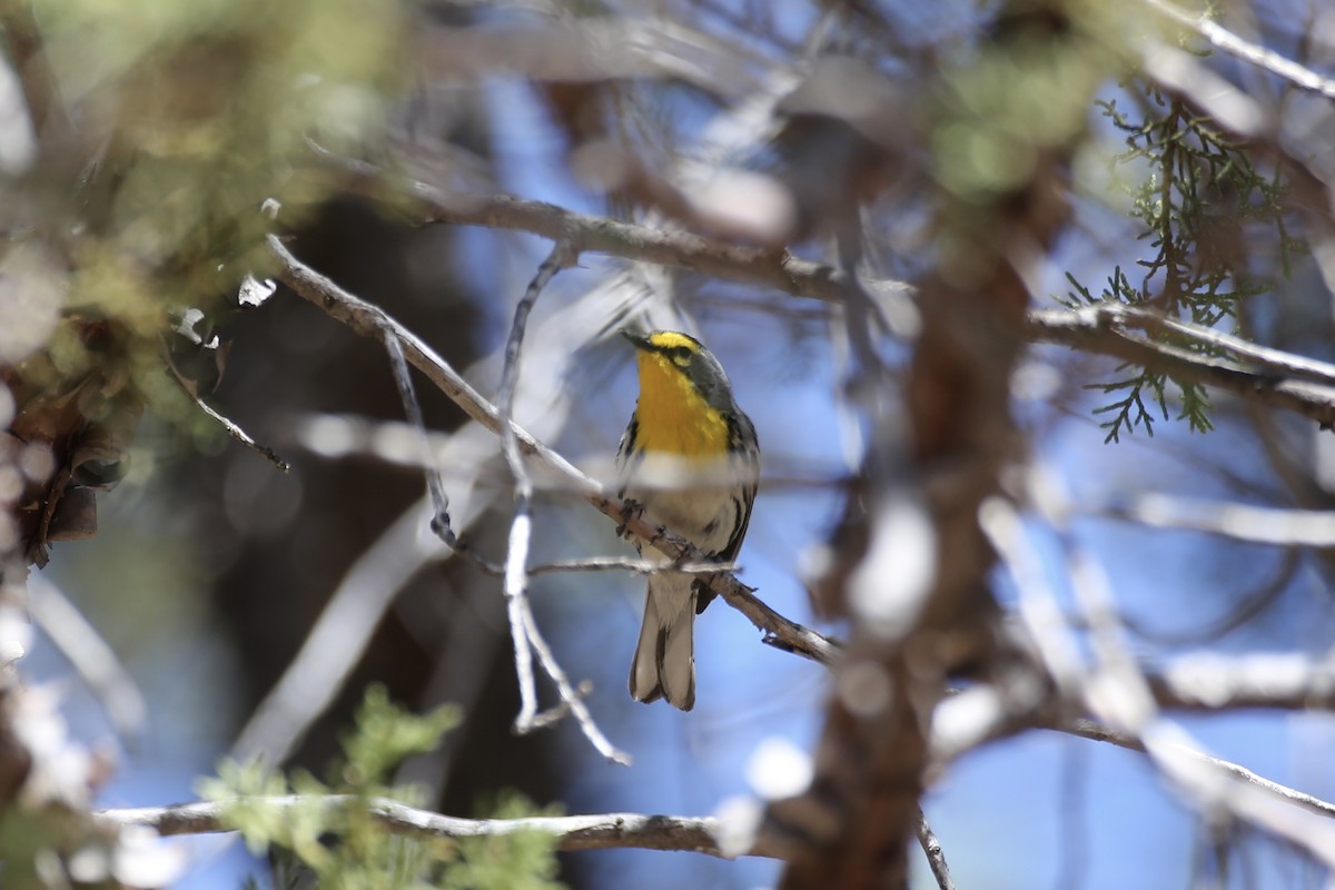 Grace's Warbler - ML618597978