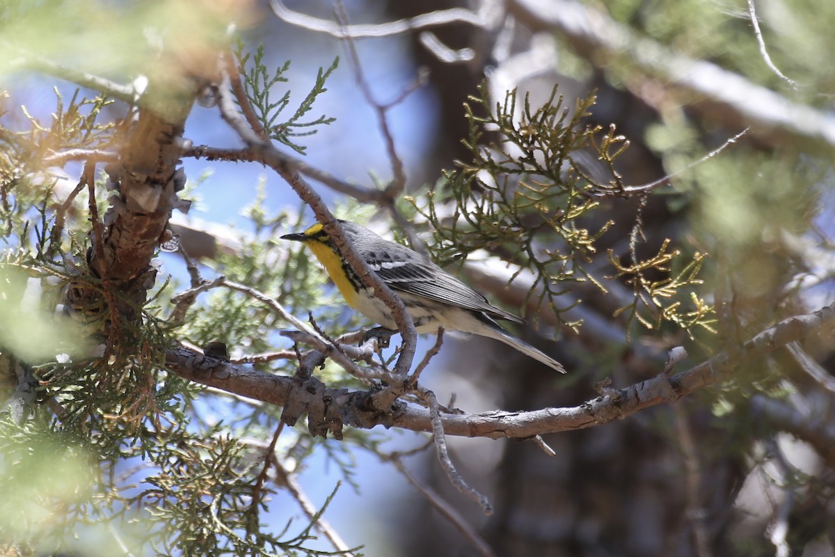 Grace's Warbler - ML618597979