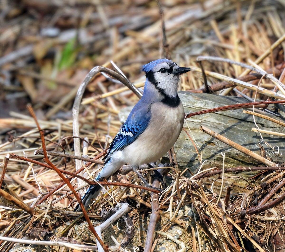 Blue Jay - Rowena Lucian