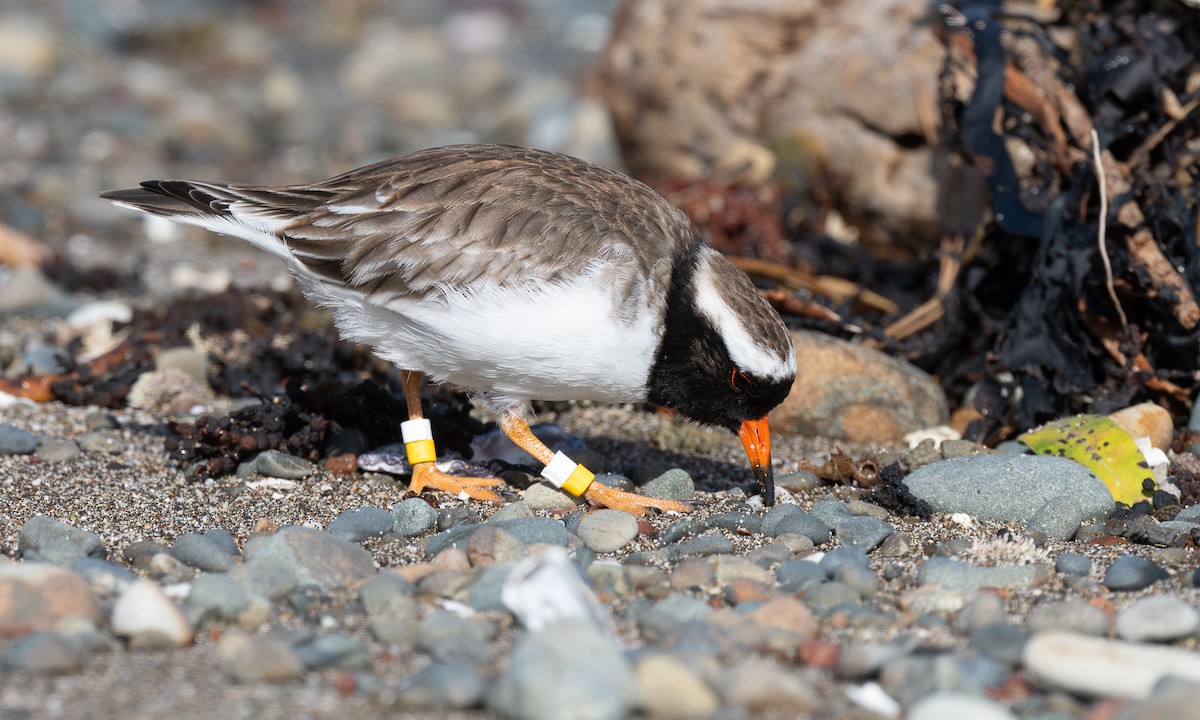 Shore Plover - Miguel  Mejias