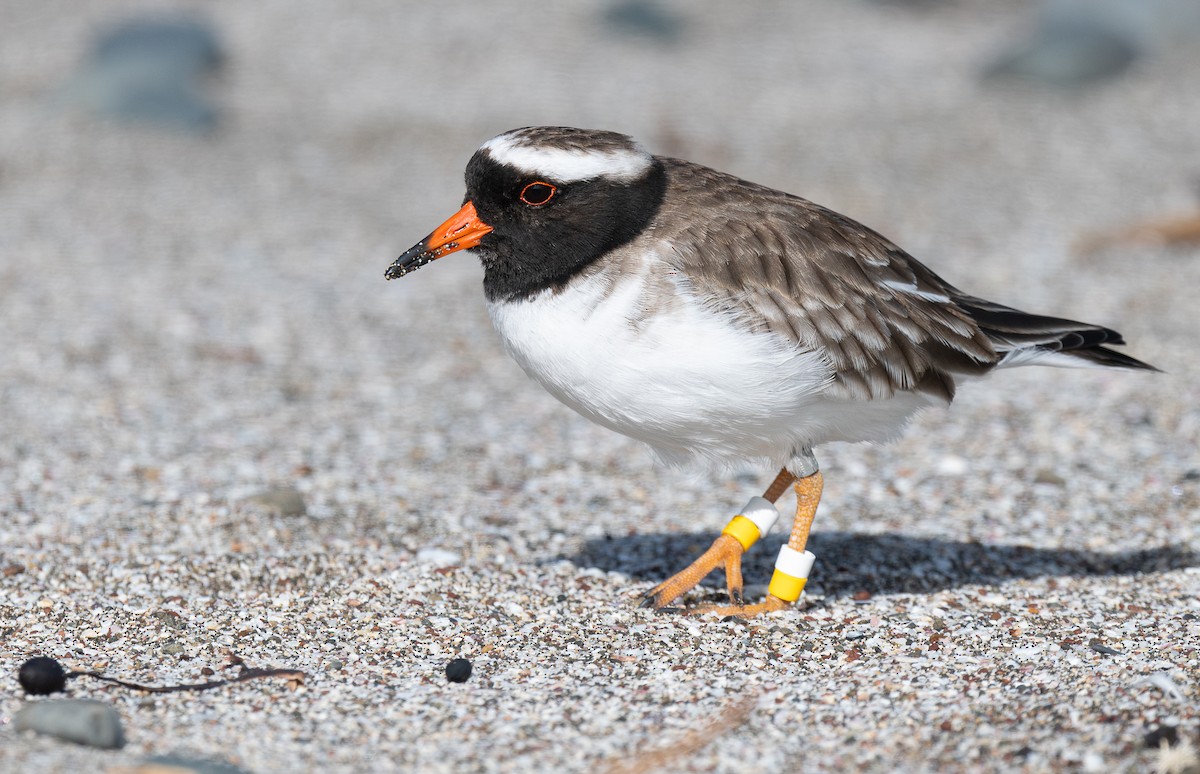 Shore Plover - ML618598009