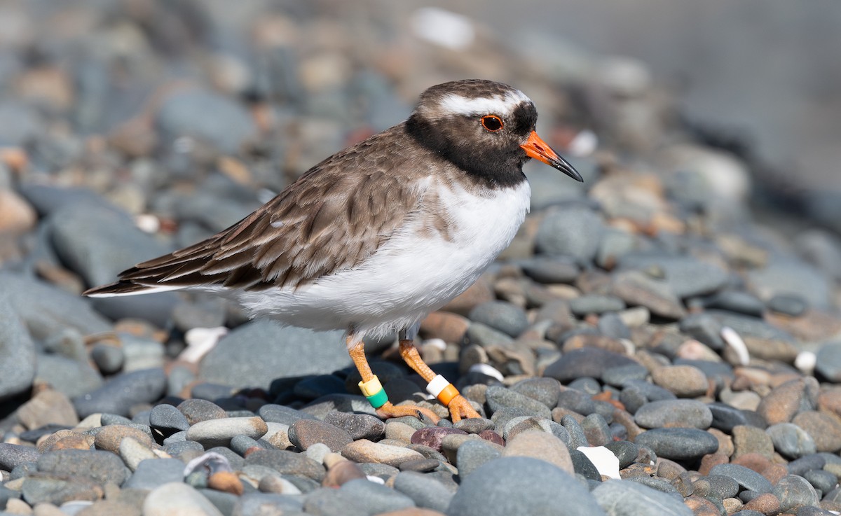 Shore Plover - Miguel  Mejias