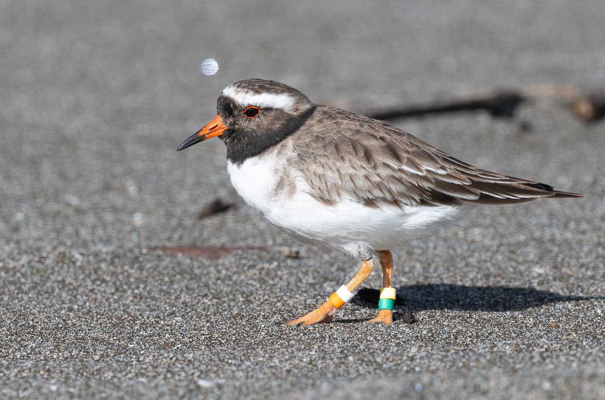 Shore Plover - ML618598012