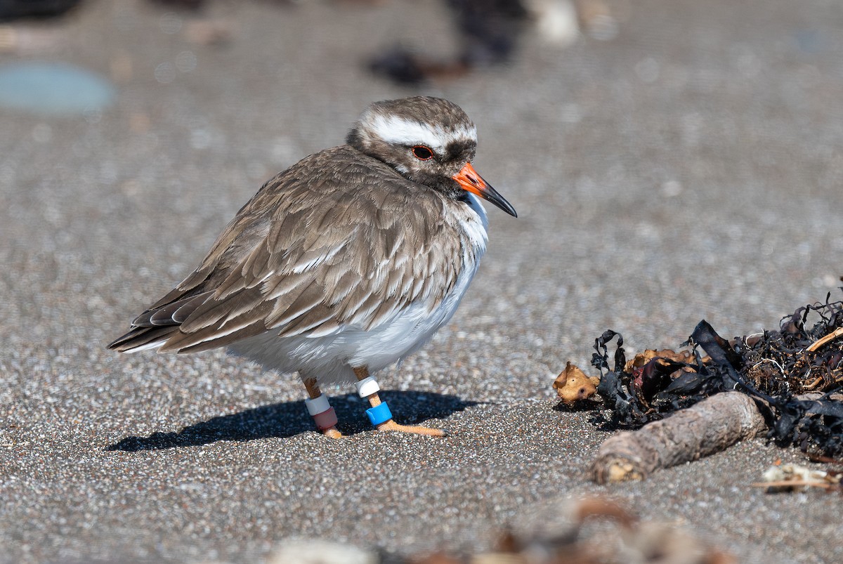 Shore Plover - ML618598013