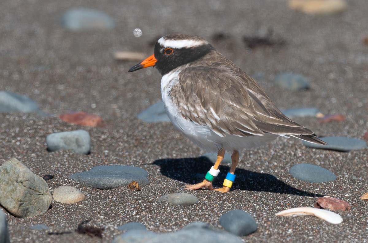 Shore Plover - Miguel  Mejias