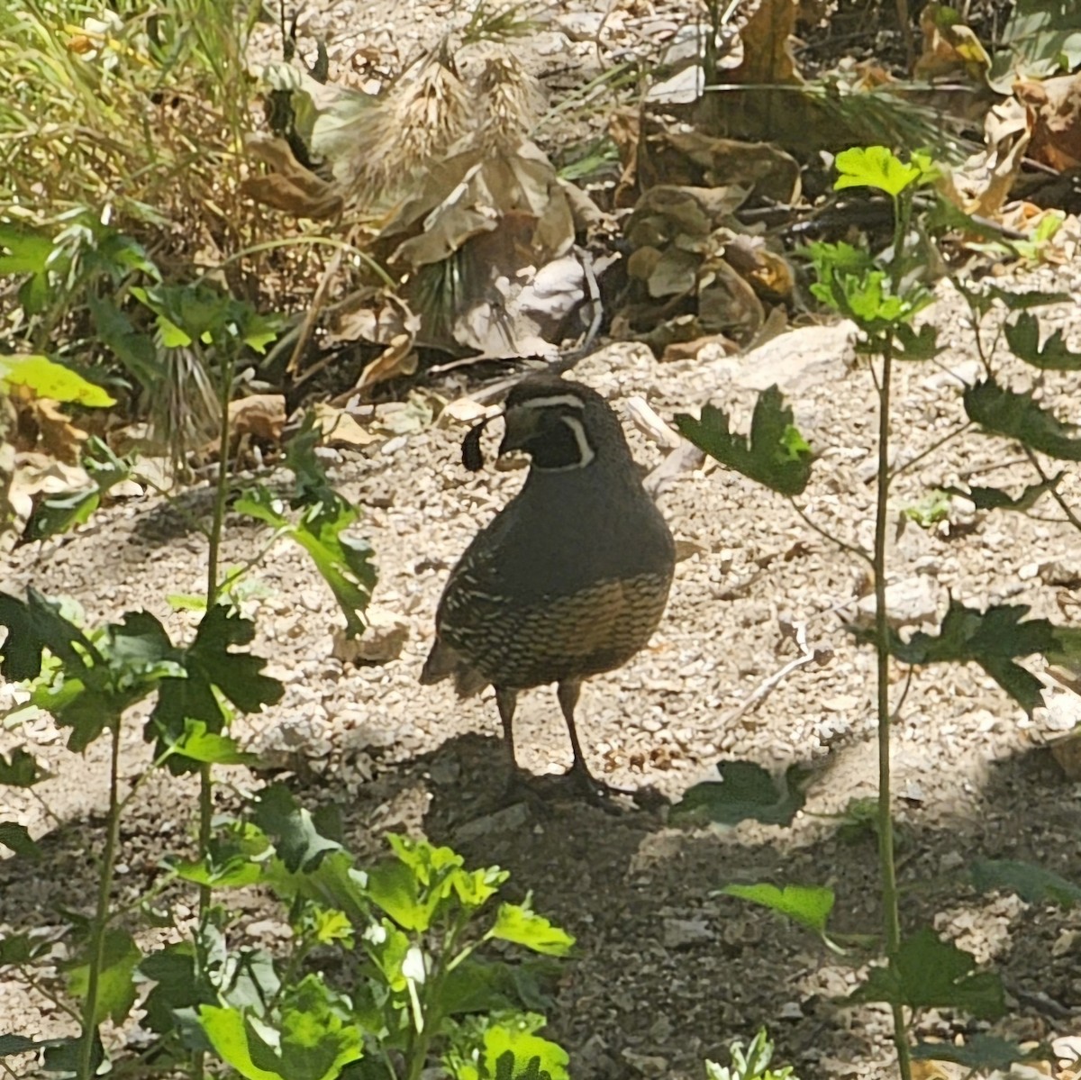 California Quail - ML618598018