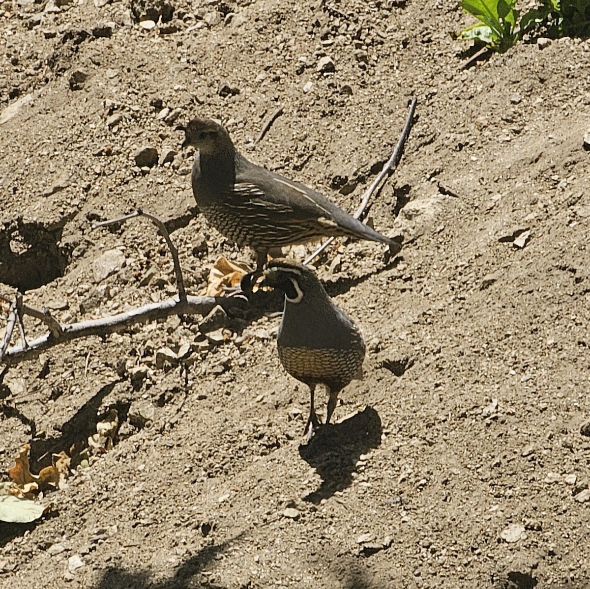 California Quail - ML618598019