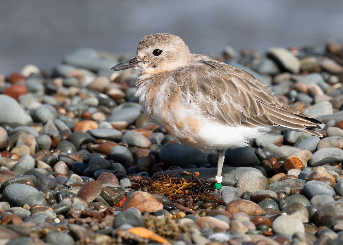 Red-breasted Dotterel - ML618598030