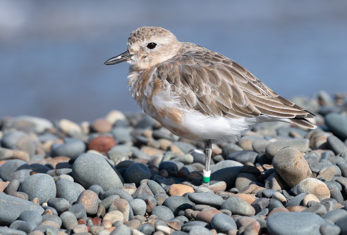 Red-breasted Dotterel - ML618598031